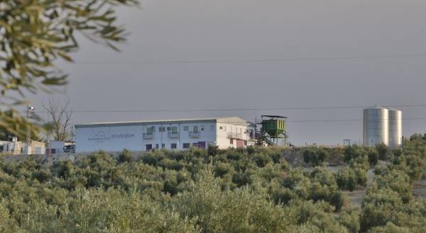 Bravoleum premio al mejor aceite de España 